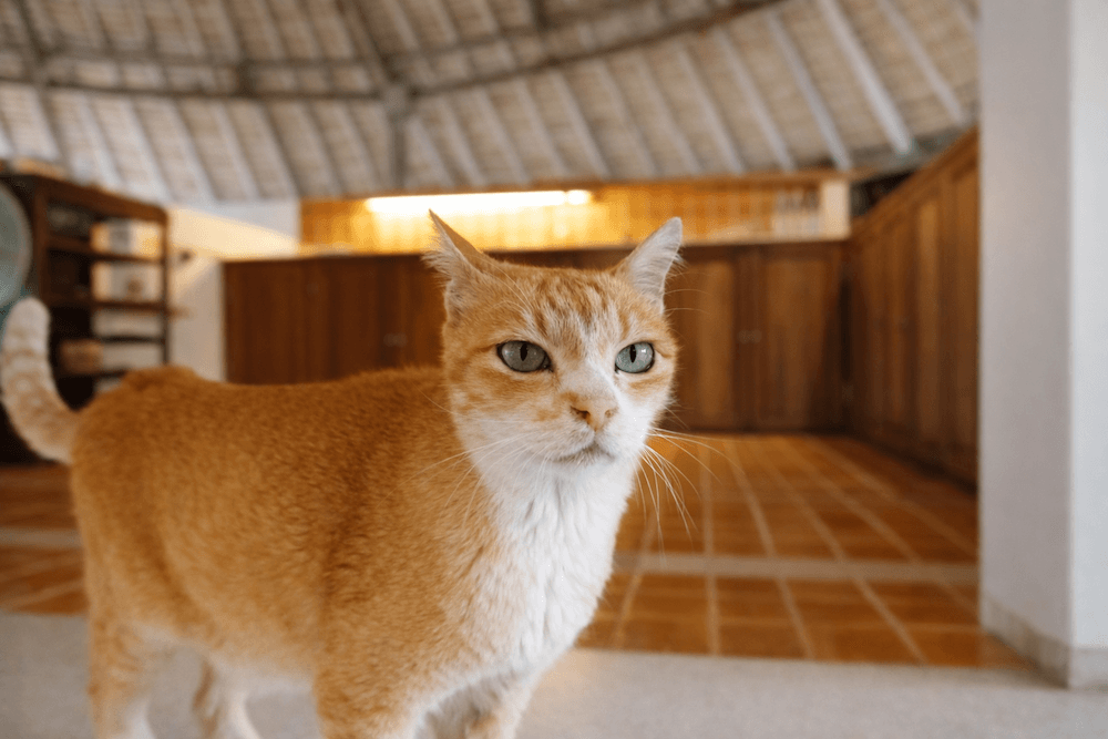 チェンマイのリゾートホシハナ（Resort Hoshihana）に隣接するバーンサムロイに住む猫