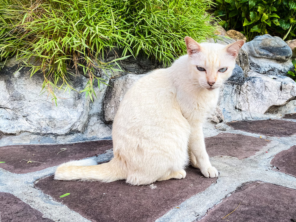 ワットポーの境内にいる猫