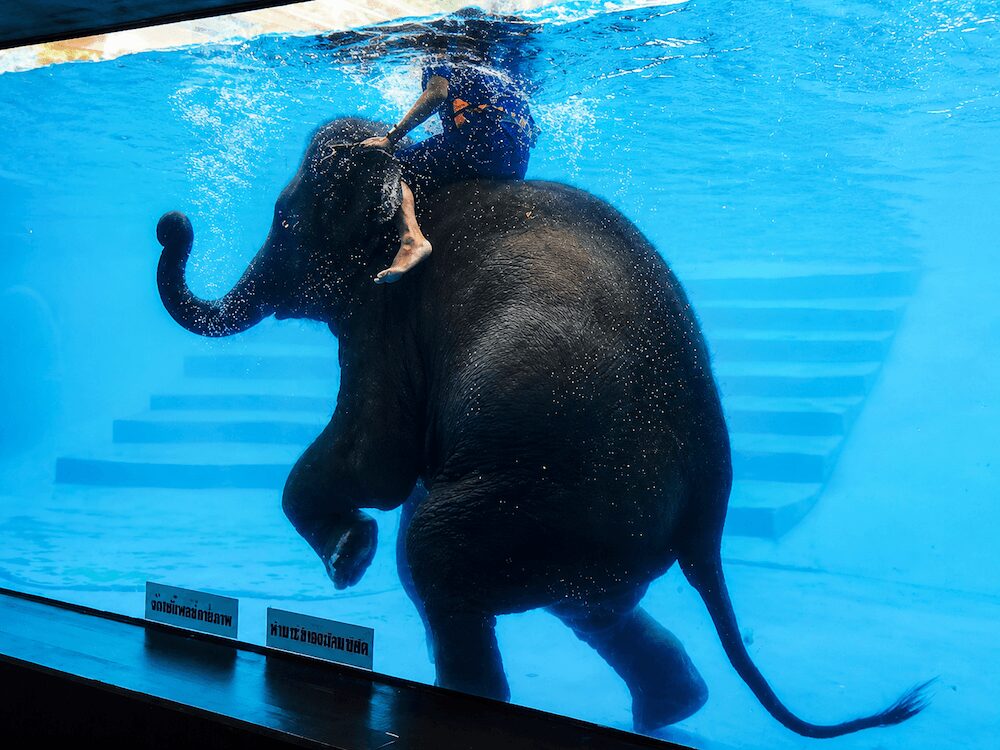 カオキアオ動物園での象の水中散歩ショー