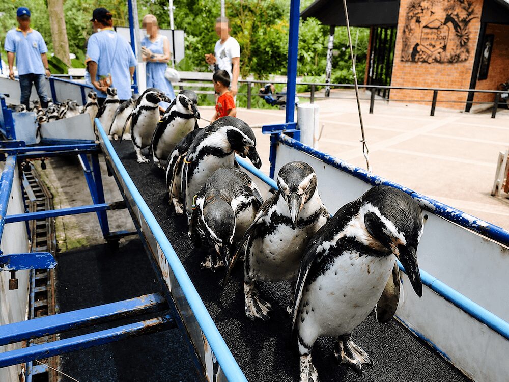 カオキアオ動物園でのペンギン行進ショー