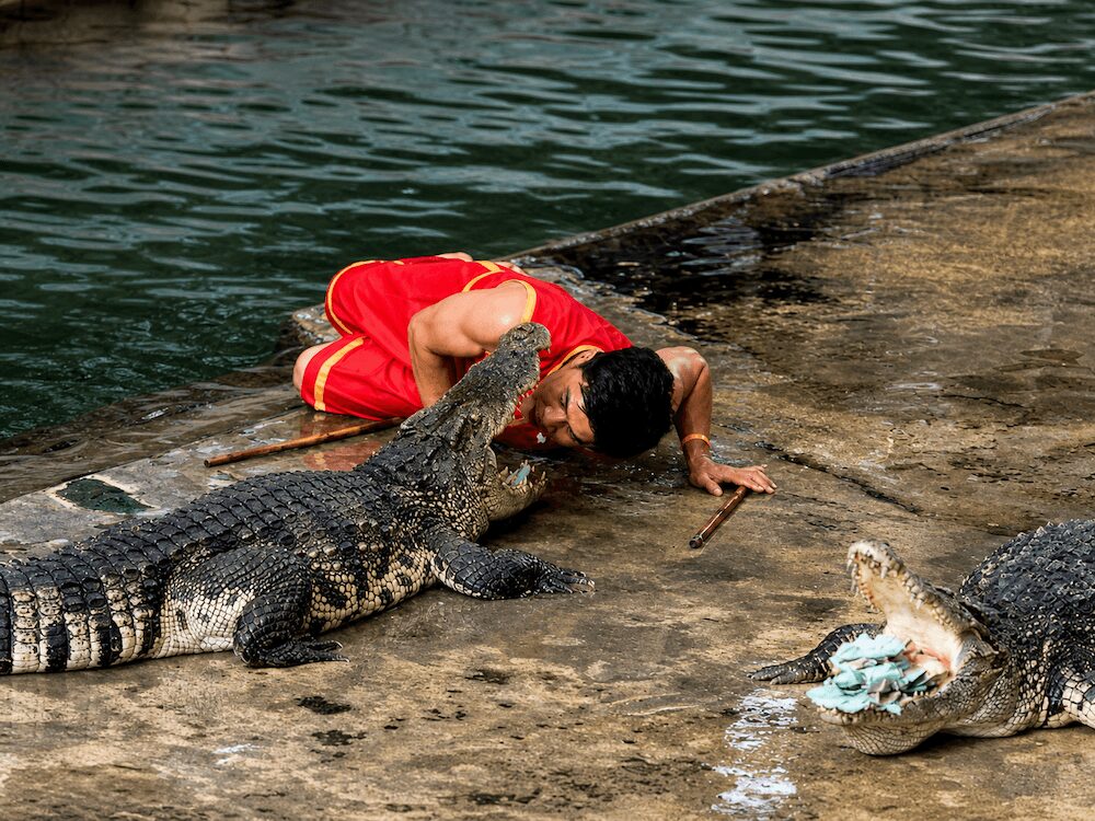 サムプラン象園でのワニとの格闘ショー