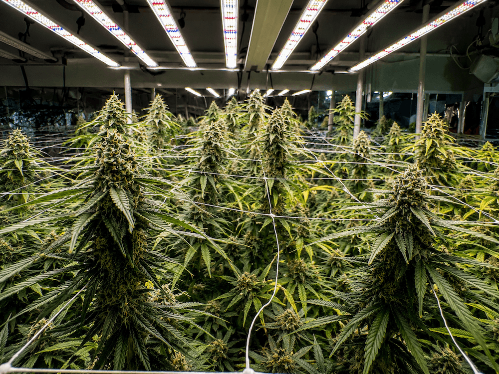 Izumo Greenのオーガニック大麻ファーム２