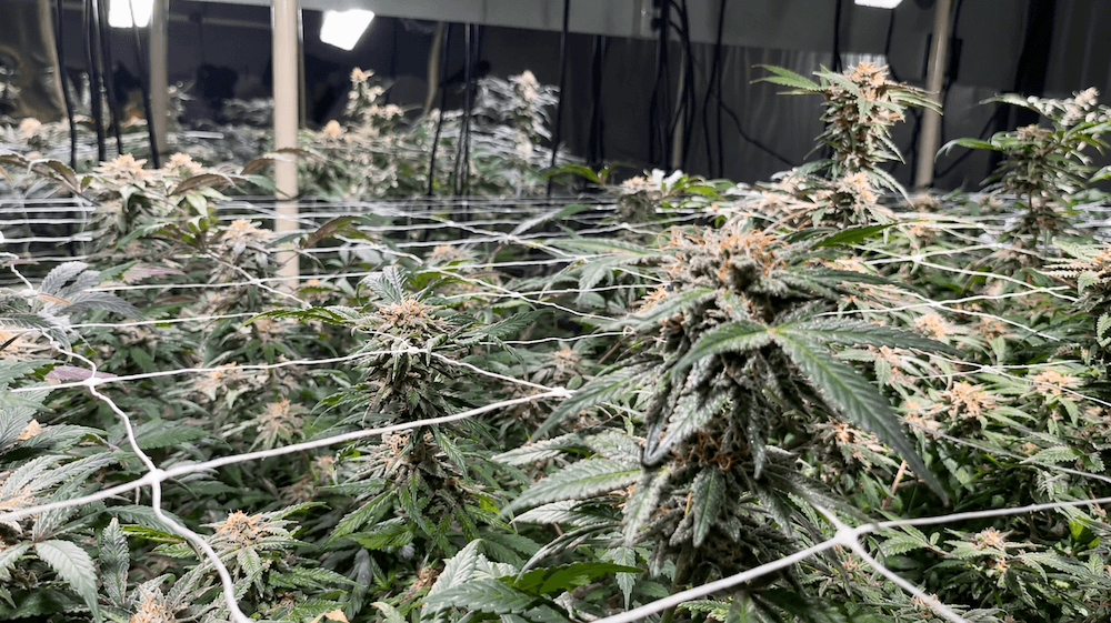 Izumo Greenのオーガニック大麻ファーム４