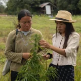 「太陽の国なのに、なぜインドアだけなのか」タイの大麻農家がアウトドア栽培の品評会「1st Ganja Cup」を立ち上げた理由