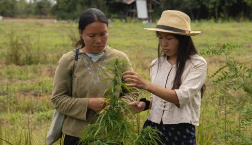 Prempaveeのアウトドア大麻ファーム