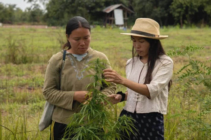 「太陽の国なのに、なぜインドアだけなのか」タイの大麻農家がアウトドア栽培の品評会「1st Ganja Cup」を立ち上げた理由