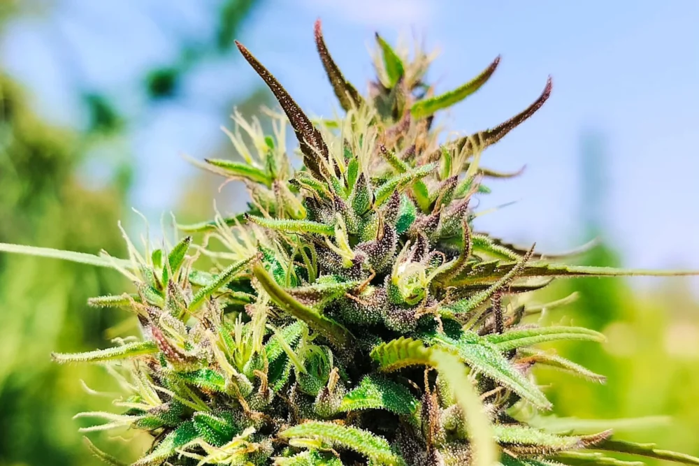 Prempavee Farmで育てられた大麻