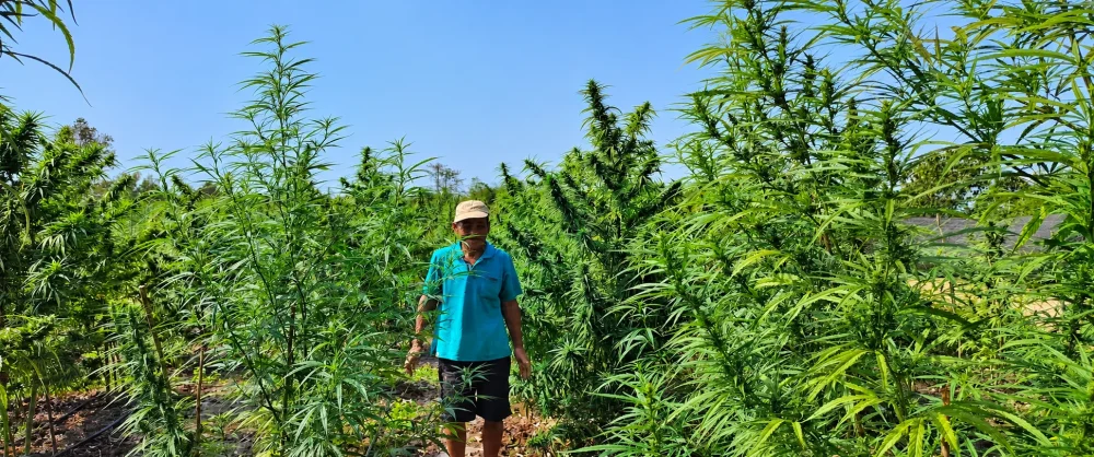 スクワレルテール（Squirrel Tail）の大麻畑