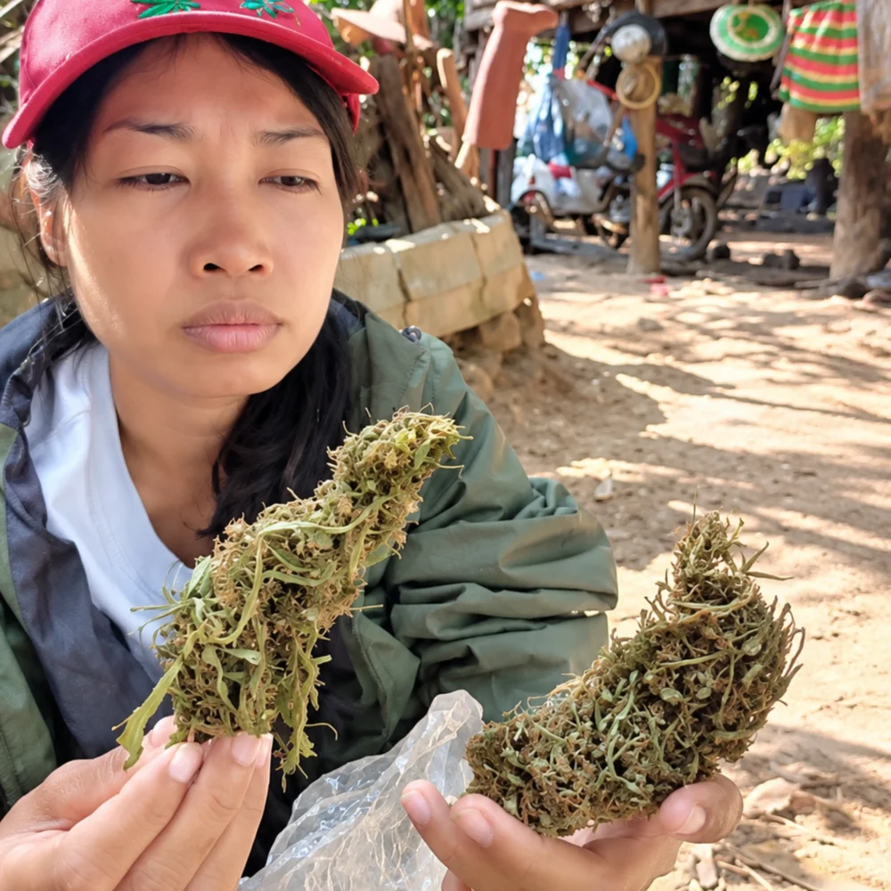 大麻の花を見つめるPrempaveeさん