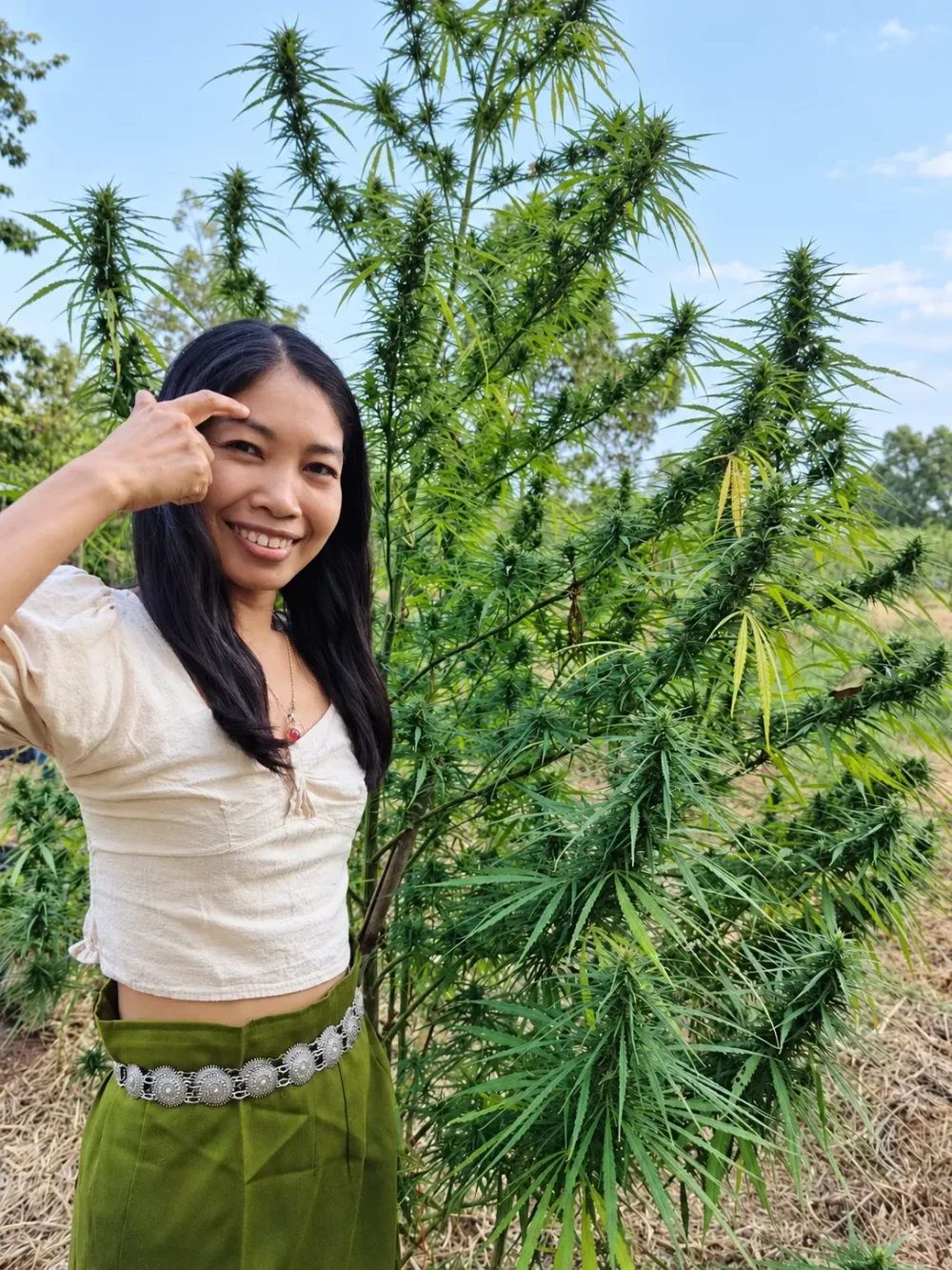 prempaveeさんの大麻農場