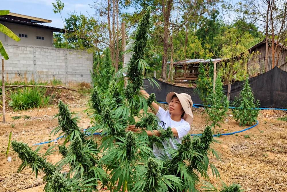 prempaveeさんの大麻農場２