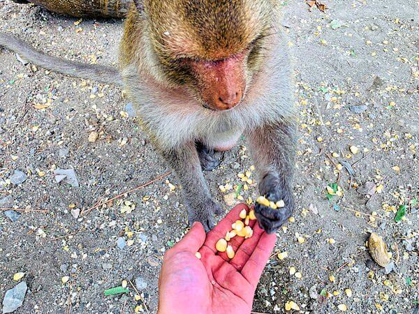 餌を食べる猿