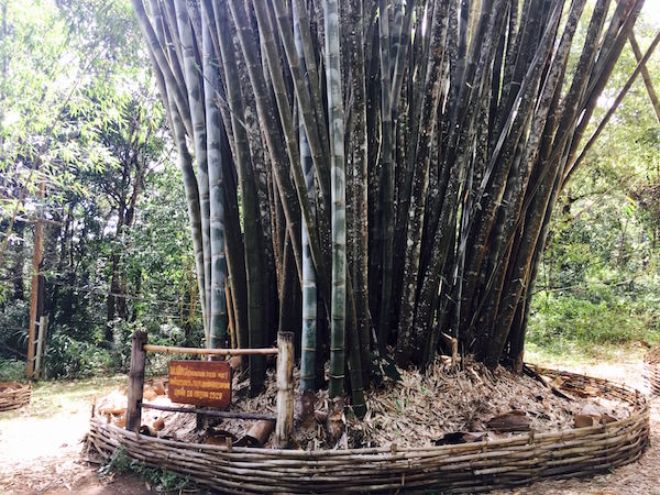 プーピン宮殿の巨大竹