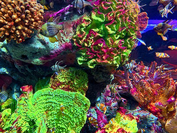 シーライフオーシャンワールドバンコク（Sea Life Ocean World Bangkok）で展示されているサンゴ礁と魚２