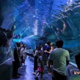 シーライフオーシャンワールドバンコク(Sea Life Ocean World Bangkok)の水中トンネル2
