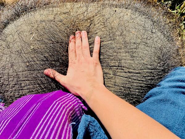 象使い体験で乗った象の頭部