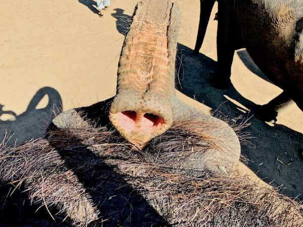 象使い体験で乗った象の鼻