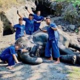 タイ エレファントホームでの象の泥浴び